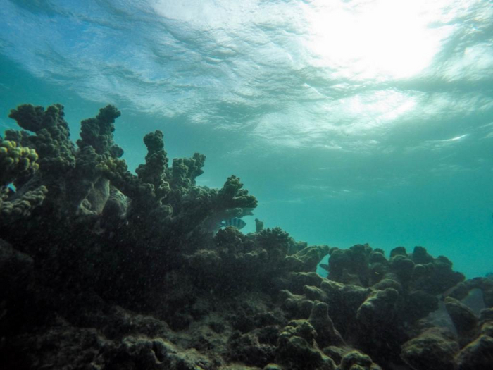 Underwater World Texture