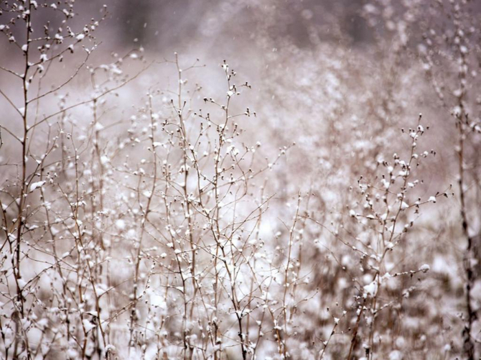 Natural Visions Texture
