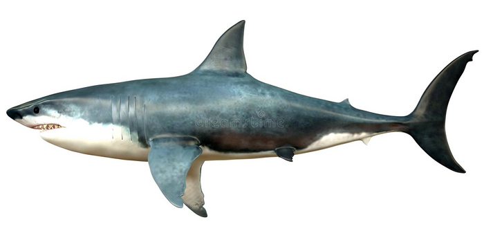 [50] DFS Shark
