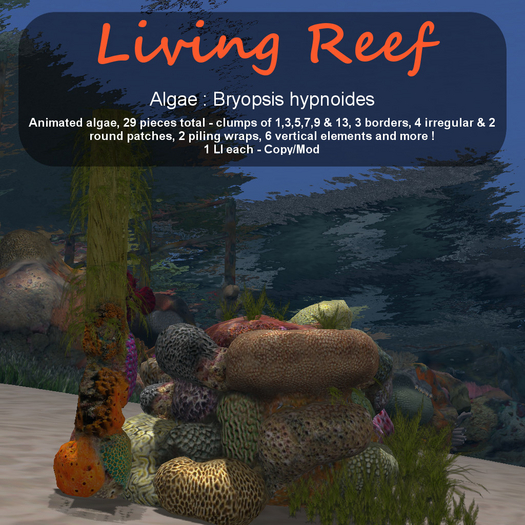 Inochi Reef : Algae "Bryopsis hypnoides"