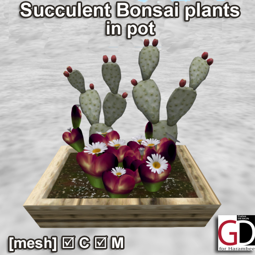 Succulent Bonsai plants in pot