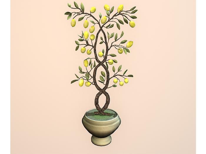 winding lemon tree in urn
