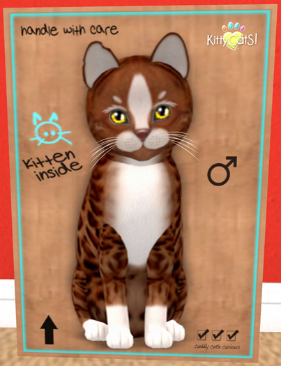 KittyCatS Box - New Born Kitten