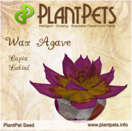 SALE - PlantPet Seed [Wax Agave *Lapiz Labial*] - common - free breeding - no extra costs