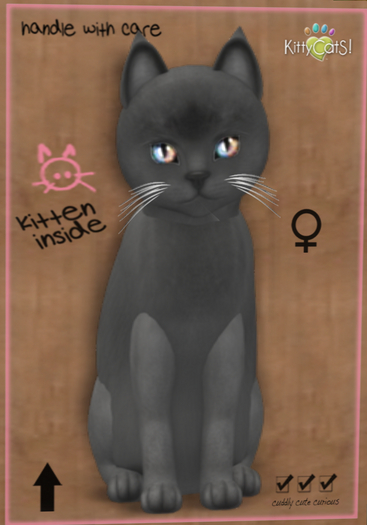 KittyCatS Box - New Born Kitten
