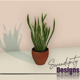 Serendipity Designs - Hacienda Snake Plant