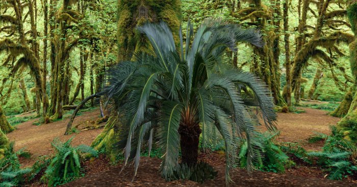 park palm