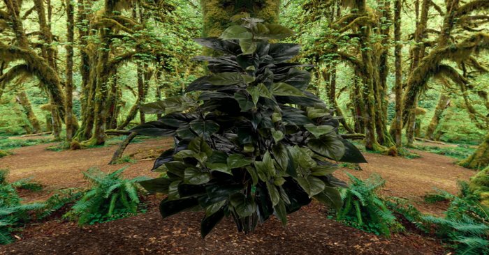 philo tree