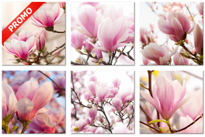 Flowering Magnolias