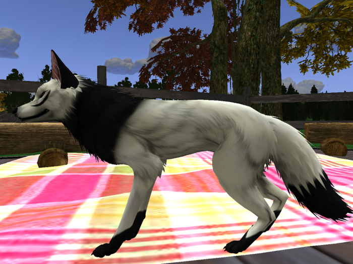 NM's Junk & Stuff Kirara & Kuroro (BOXED) FREEBIE!