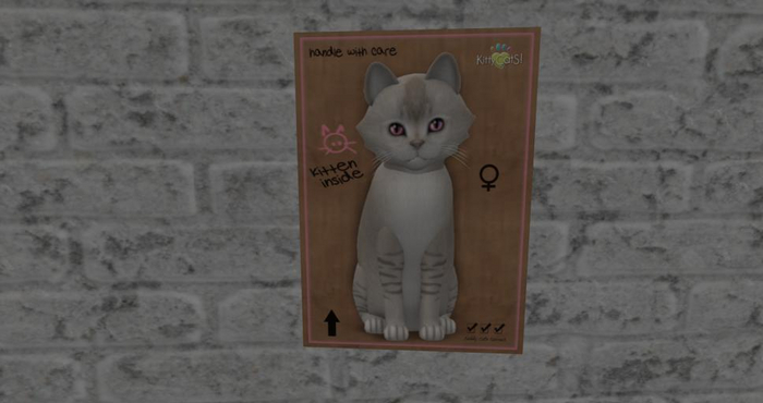 KittyCatS Box - New Born Kitten