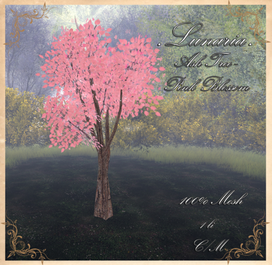 .Lunaria. Ash Tree - Pink Blossom GIFT
