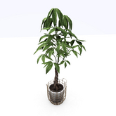 [LOO] Potted Twisted Juman Tree