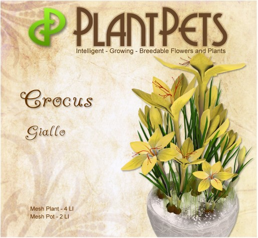 PlantPet Seed [Crocus *Giallo*]