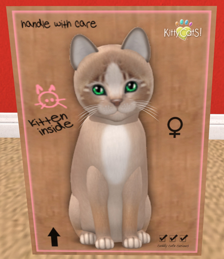 KittyCatS Box - New Born Kitten