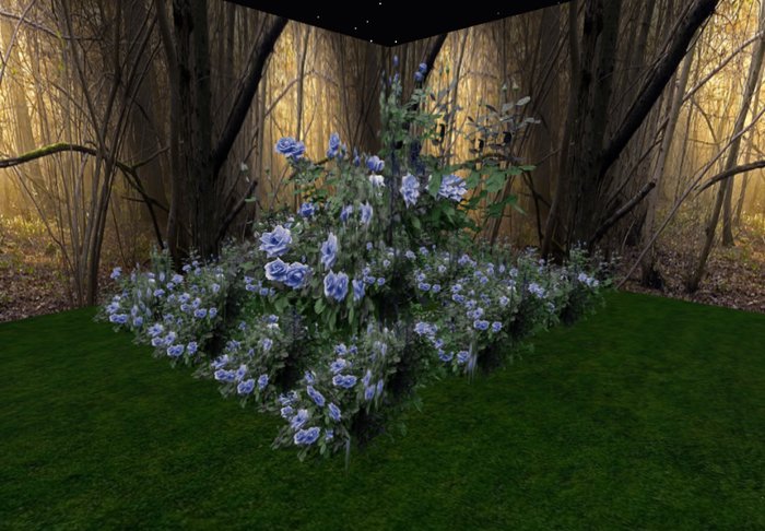 rose bush blue 4 huge
