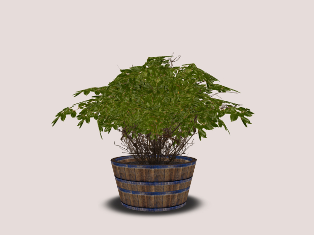 Bush In Barrel :)