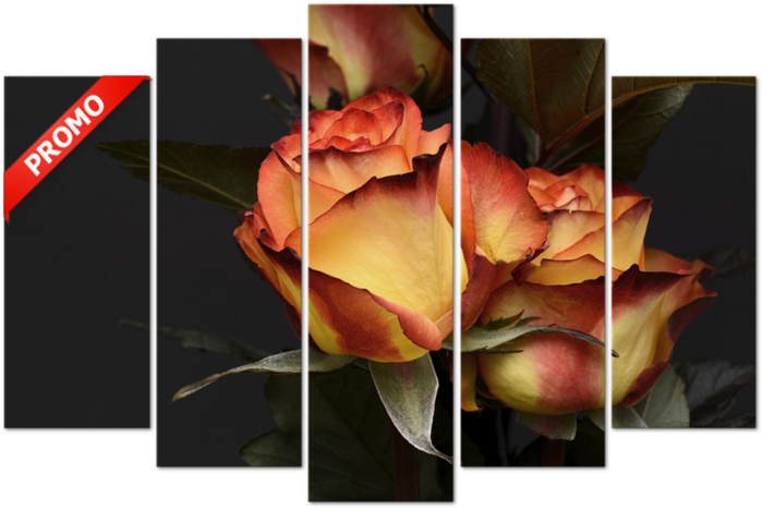 Beautiful Roses