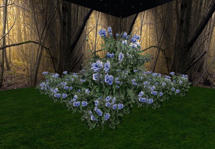 rose bush blue 2 huge