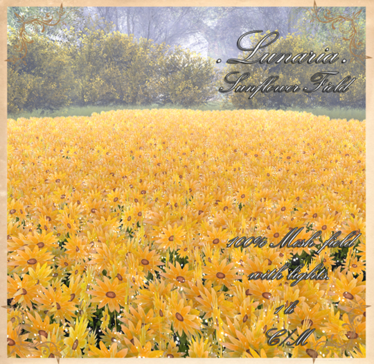 .Lunaria. Sunflower Field 