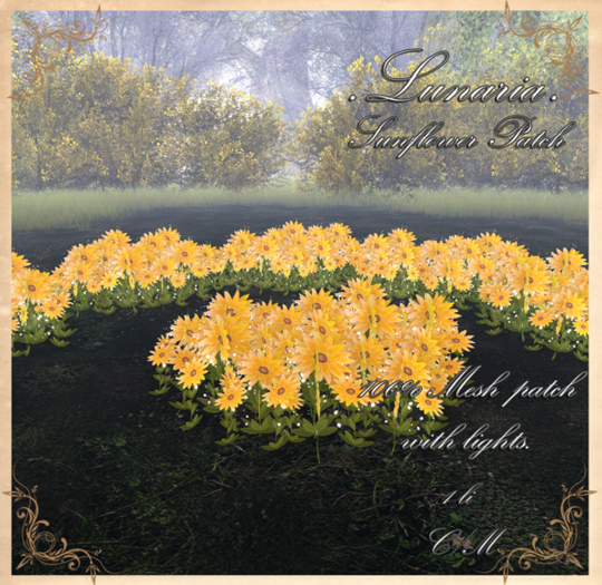 .Lunaria. Sunflower Patch 