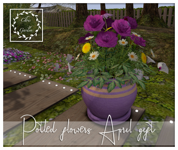 C*Potted flowers April gift