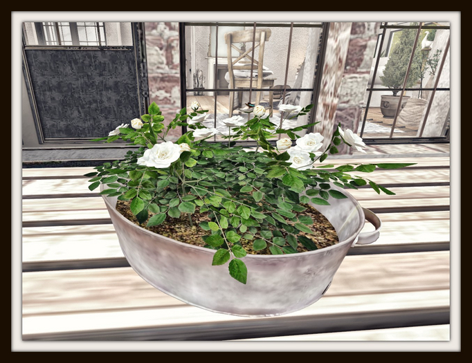 RHC Summer English Garden Roses w/ Butterfly