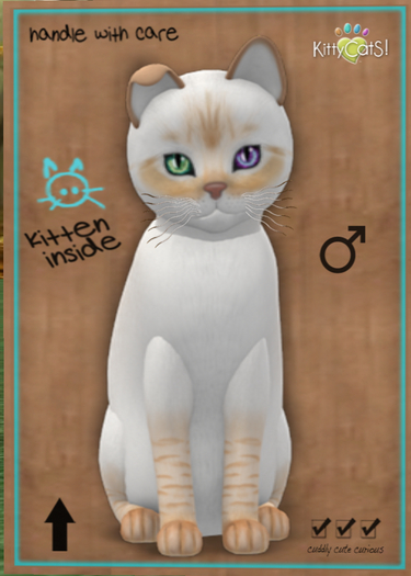 KittyCatS Box - Balinese - Flame Lynx