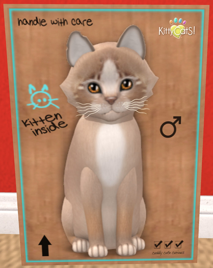 KittyCatS Box - New Born Kitten