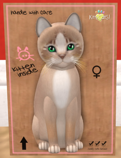 KittyCatS Box - New Born Kitten