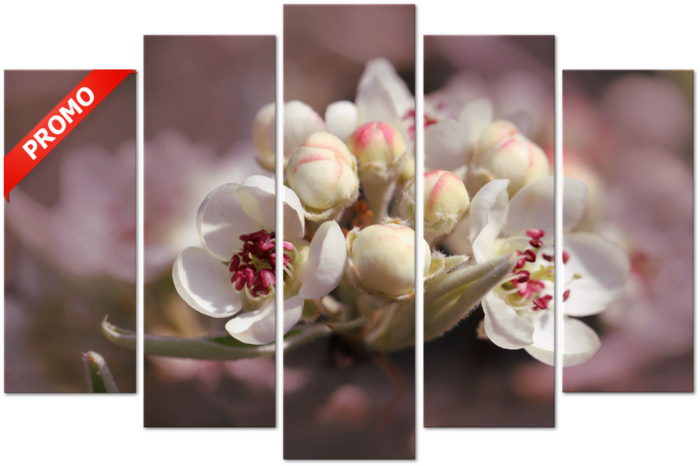 Pear Blossoms