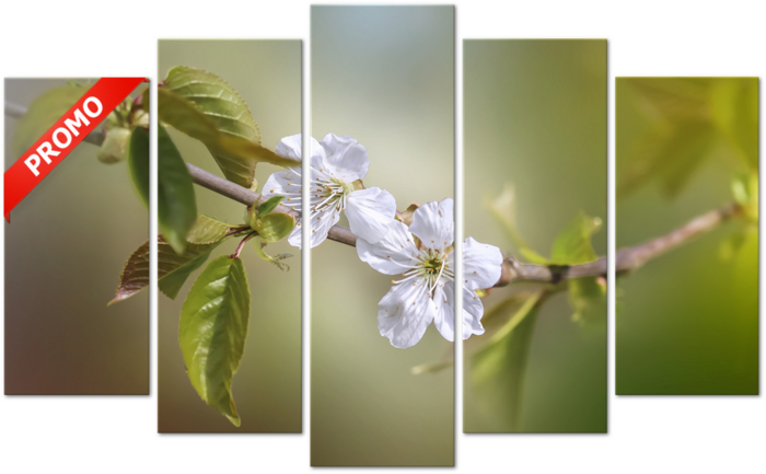 Cherry Blossom