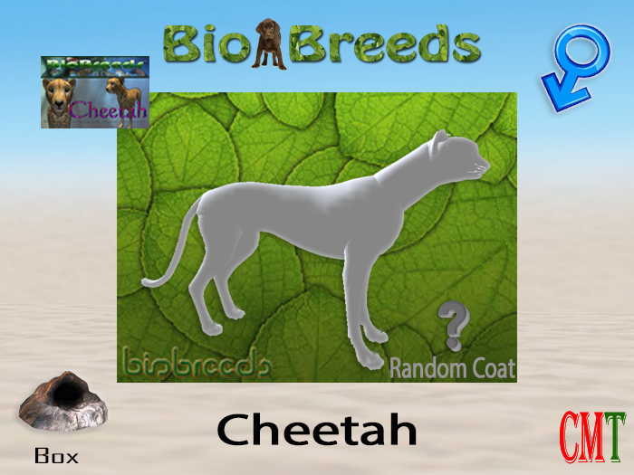 BioBreeds BB Cheetah Box Male