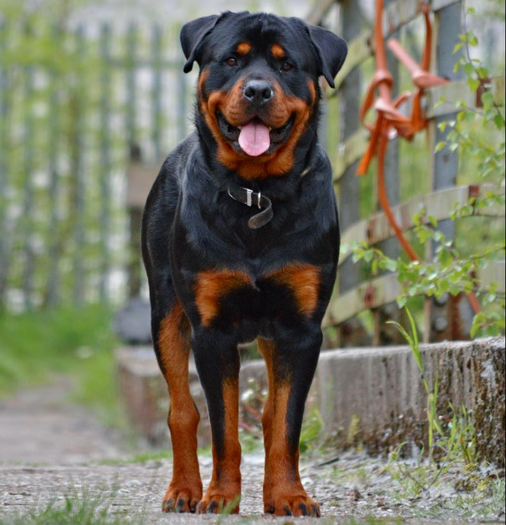 Rotty F No219