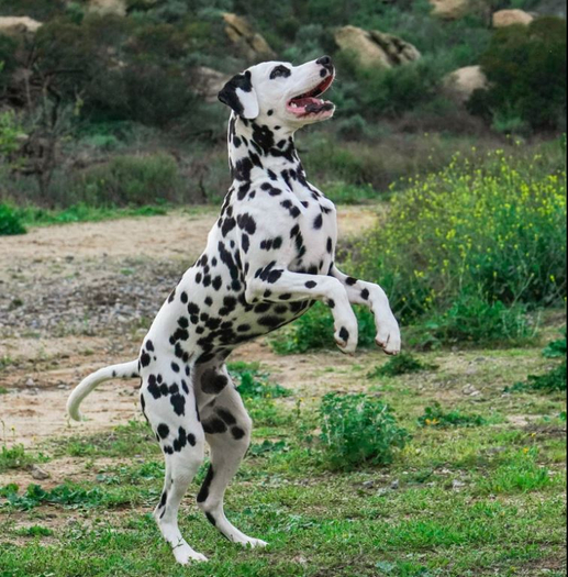 Dalmatian F No44