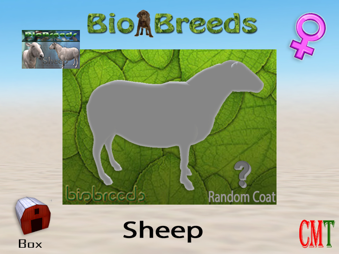 BioBreeds BB Sheep Box Female