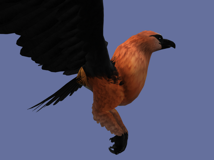 griffin birdthing body