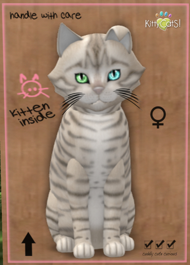 New Born Kitten Toyger - Snow