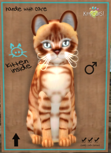 New Born Kitten-Australian Mist - Ginger