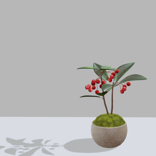 Toan - Kokedama