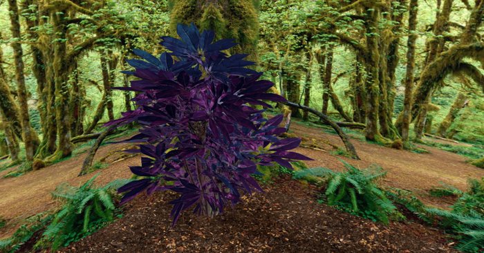 sheffera gotic purple