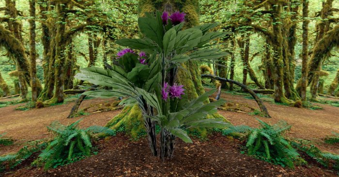 tropical violet blooming