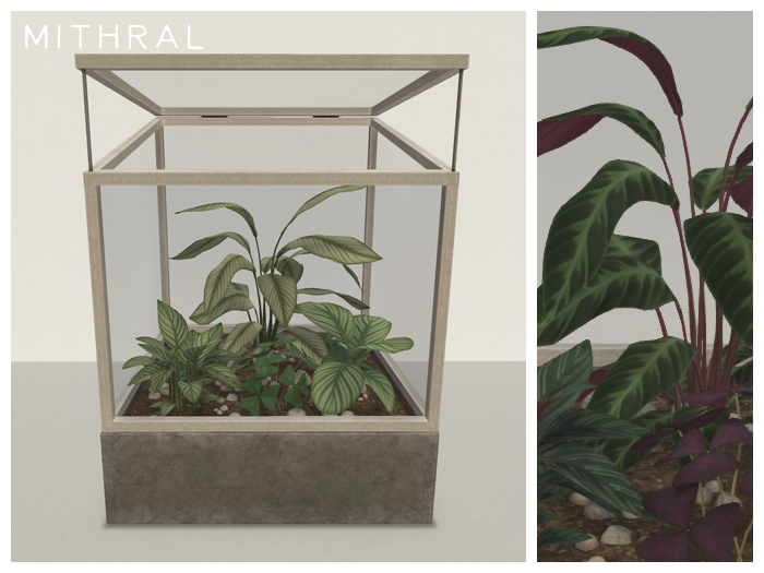 Mithral * Calathea Terrarium Fat Pack
