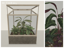Mithral * Calathea Terrarium Fat Pack