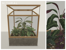 Mithral * Calathea Terrarium (Gold)