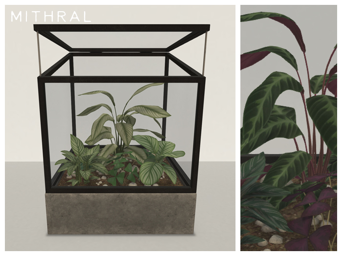 Mithral * Calathea Terrarium (Black)