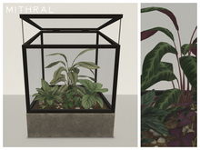 Mithral * Calathea Terrarium (Black)
