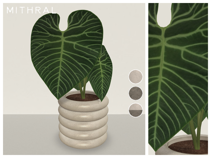 Mithral * Anthurium Regale Fat Pack