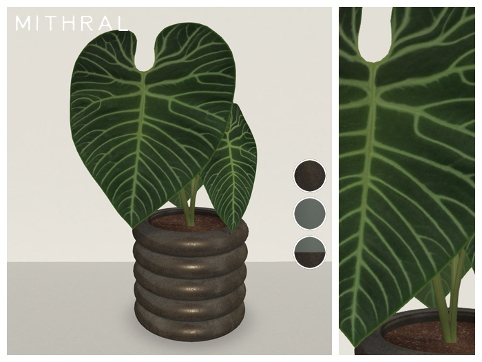 Mithral * Anthurium Regale (Pack C)