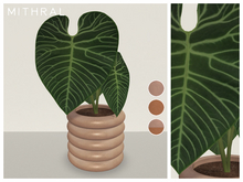 Mithral * Anthurium Regale (Pack B)